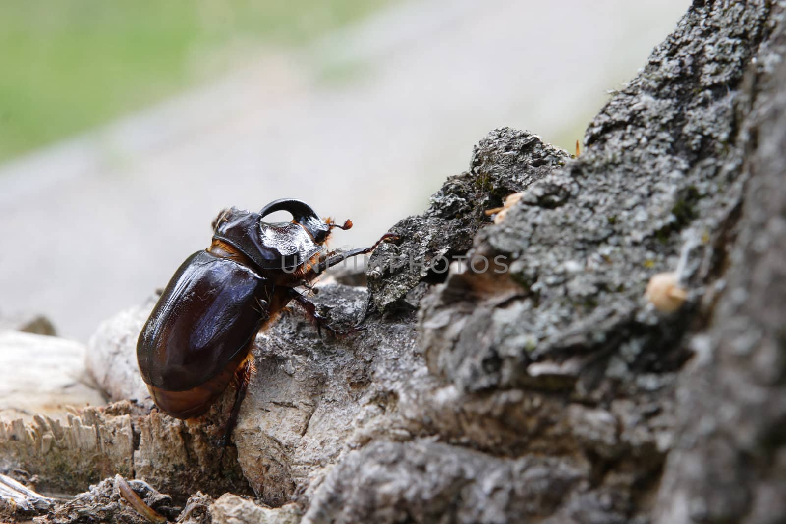 a beetle named rhinoceros (cervus) on the stub 2 by vsurkov