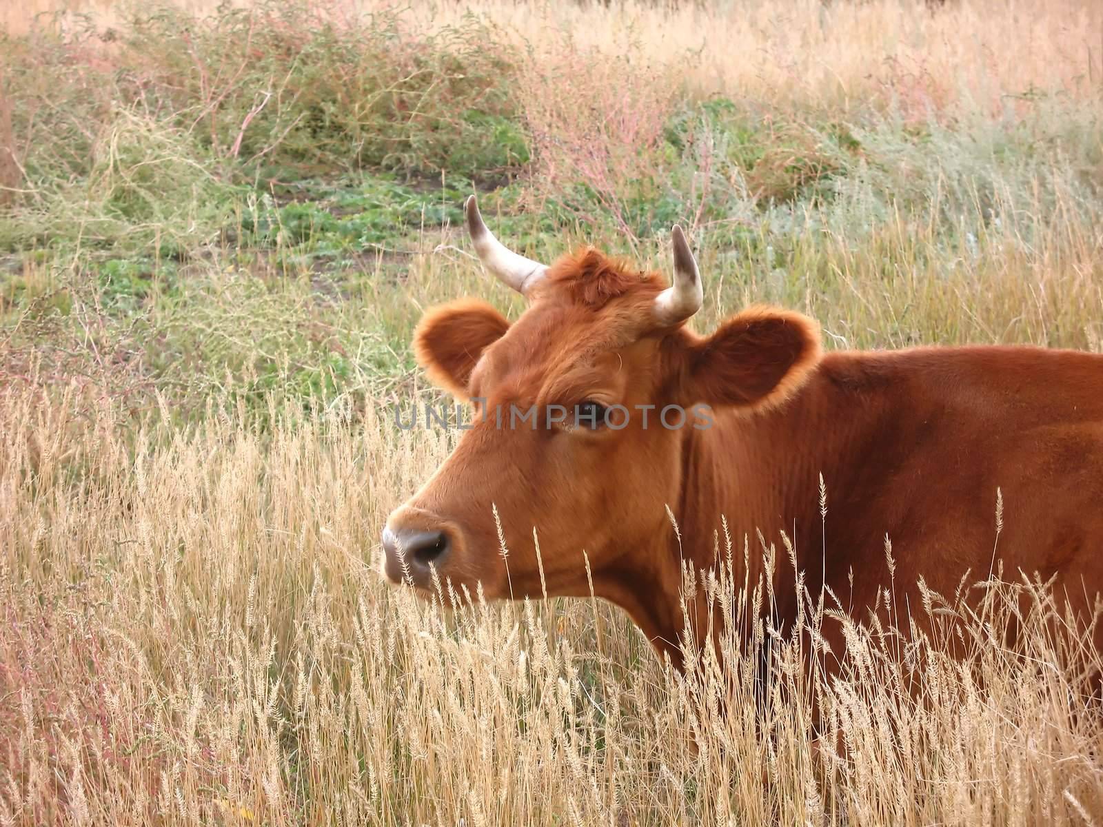 The red cow lies on a meadow