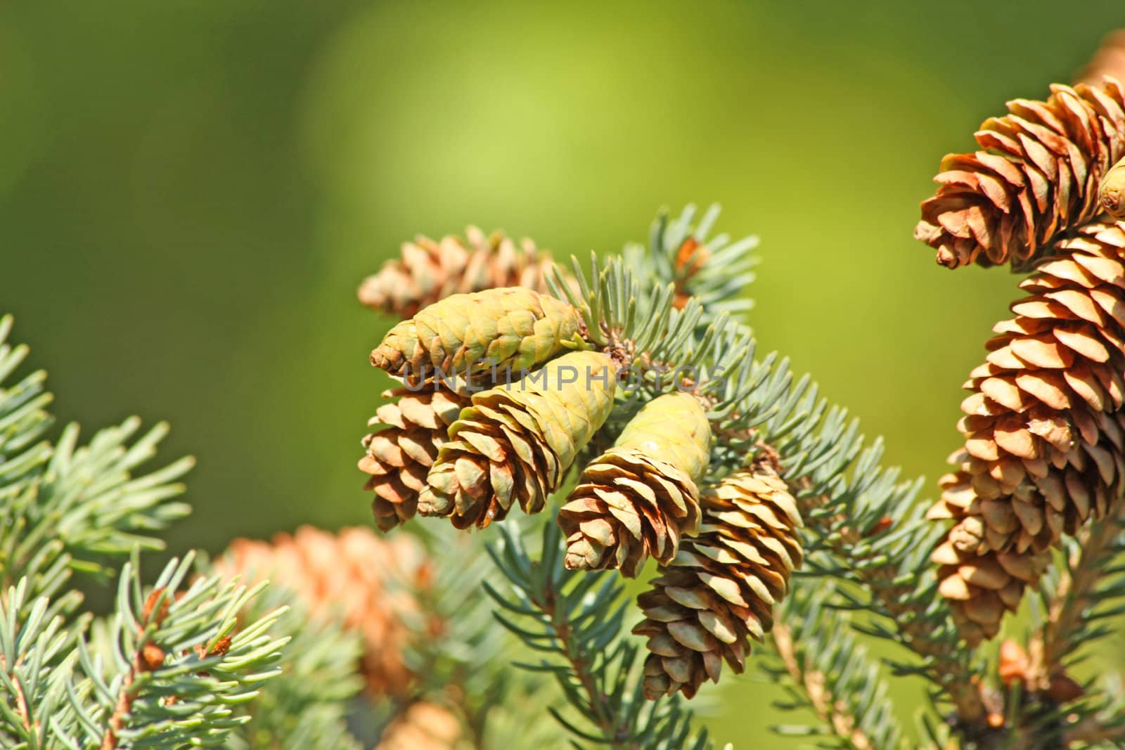 Close up of the pine cones