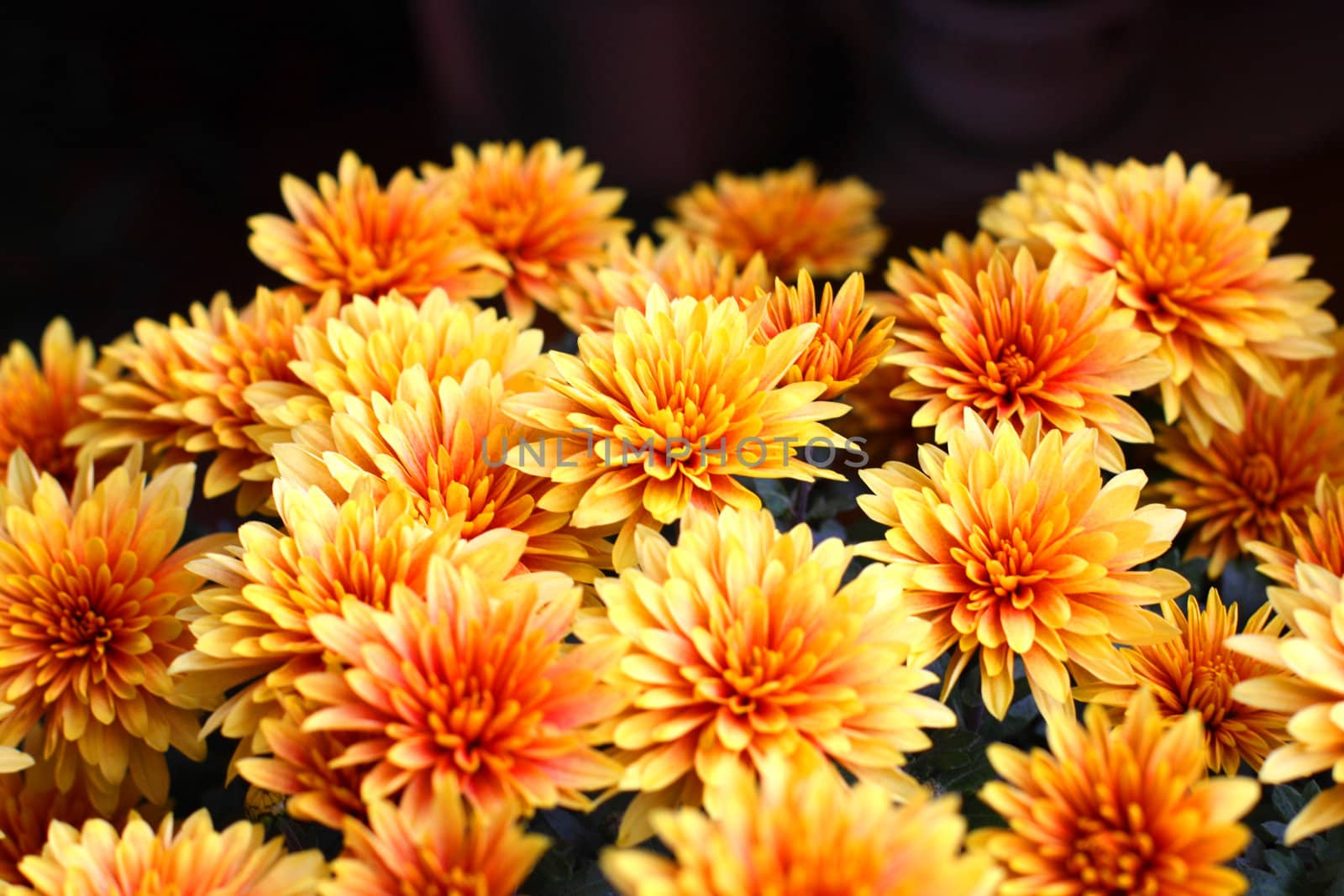 Close up of the bright chrysanthemum flowers