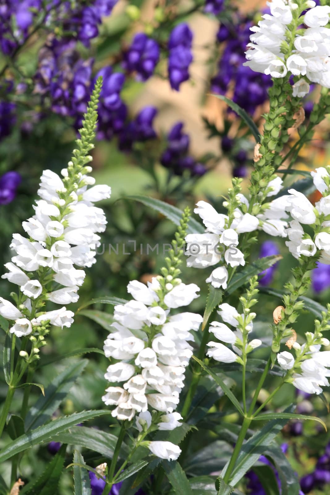 Close up of the white lupinus flowers