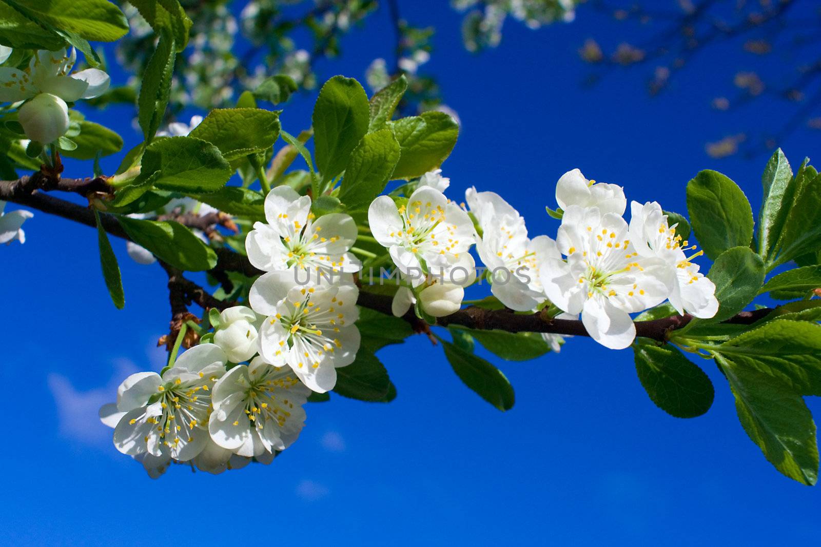 close-up flourish cherry on blue sky by Alekcey