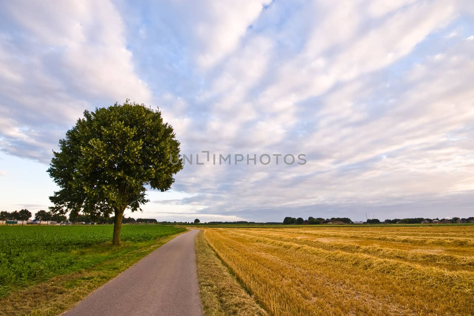 country road with tree in a  farmlandscape with cloudy sky