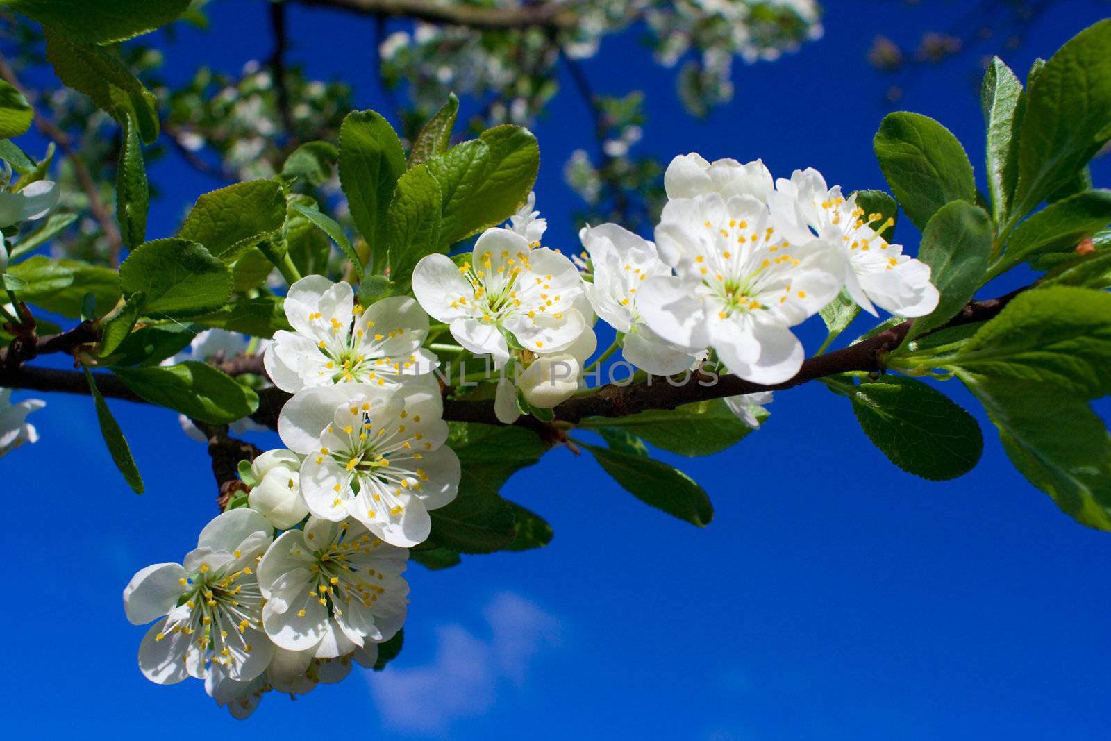 close-up flourish cherry on blue sky in april