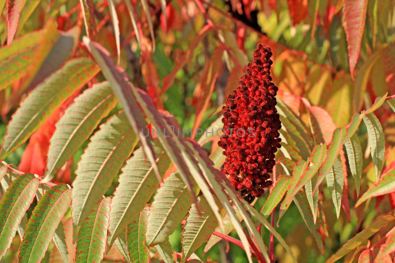 Red sumac seed head. by Lessadar