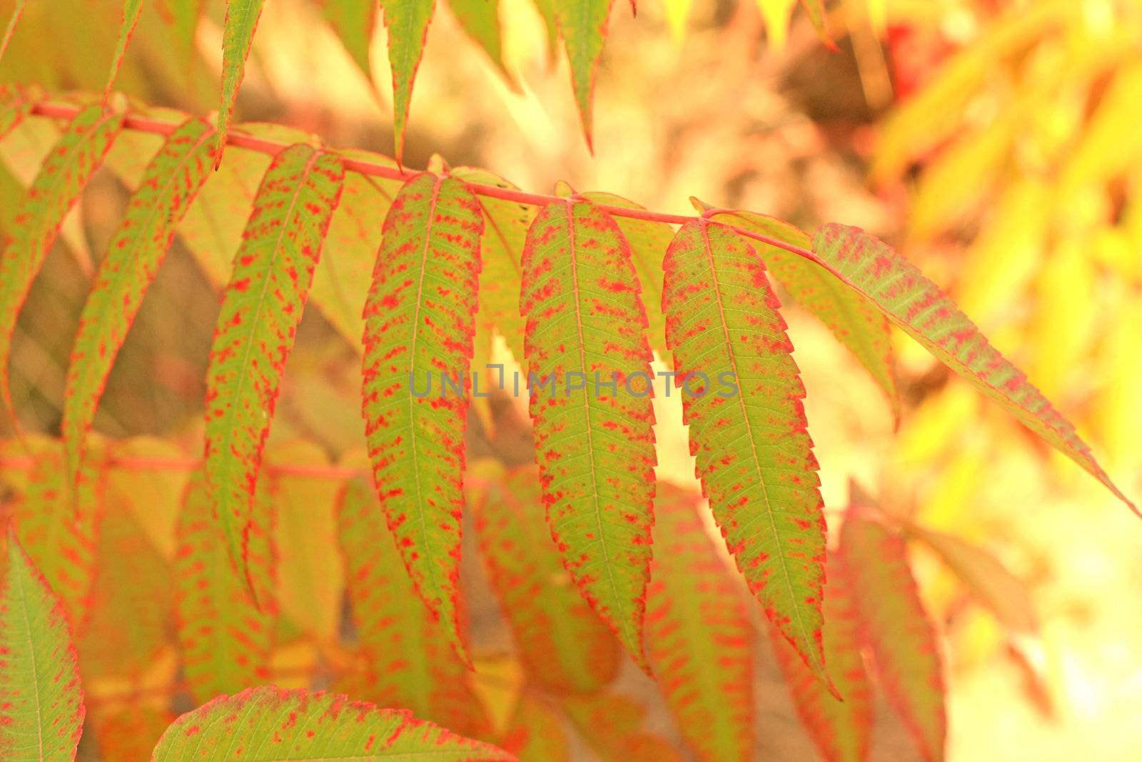 Sumac leaves by Lessadar