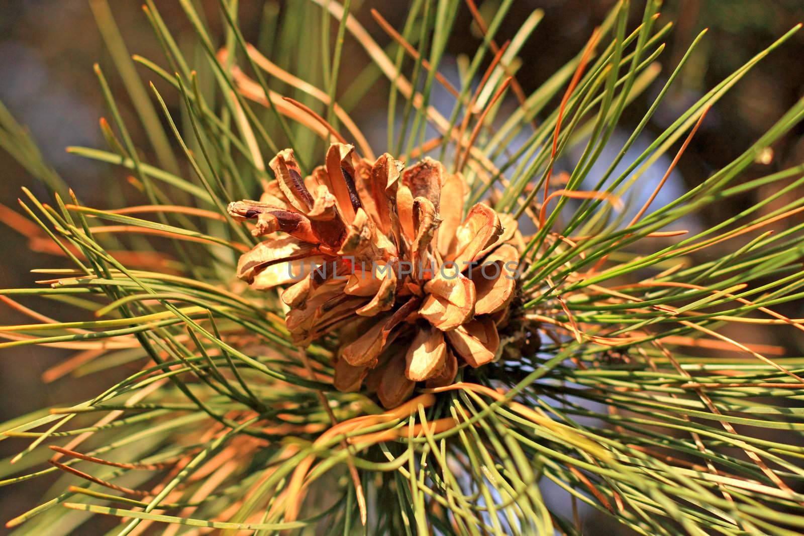 Close up of the brown cone and green pine tree needles