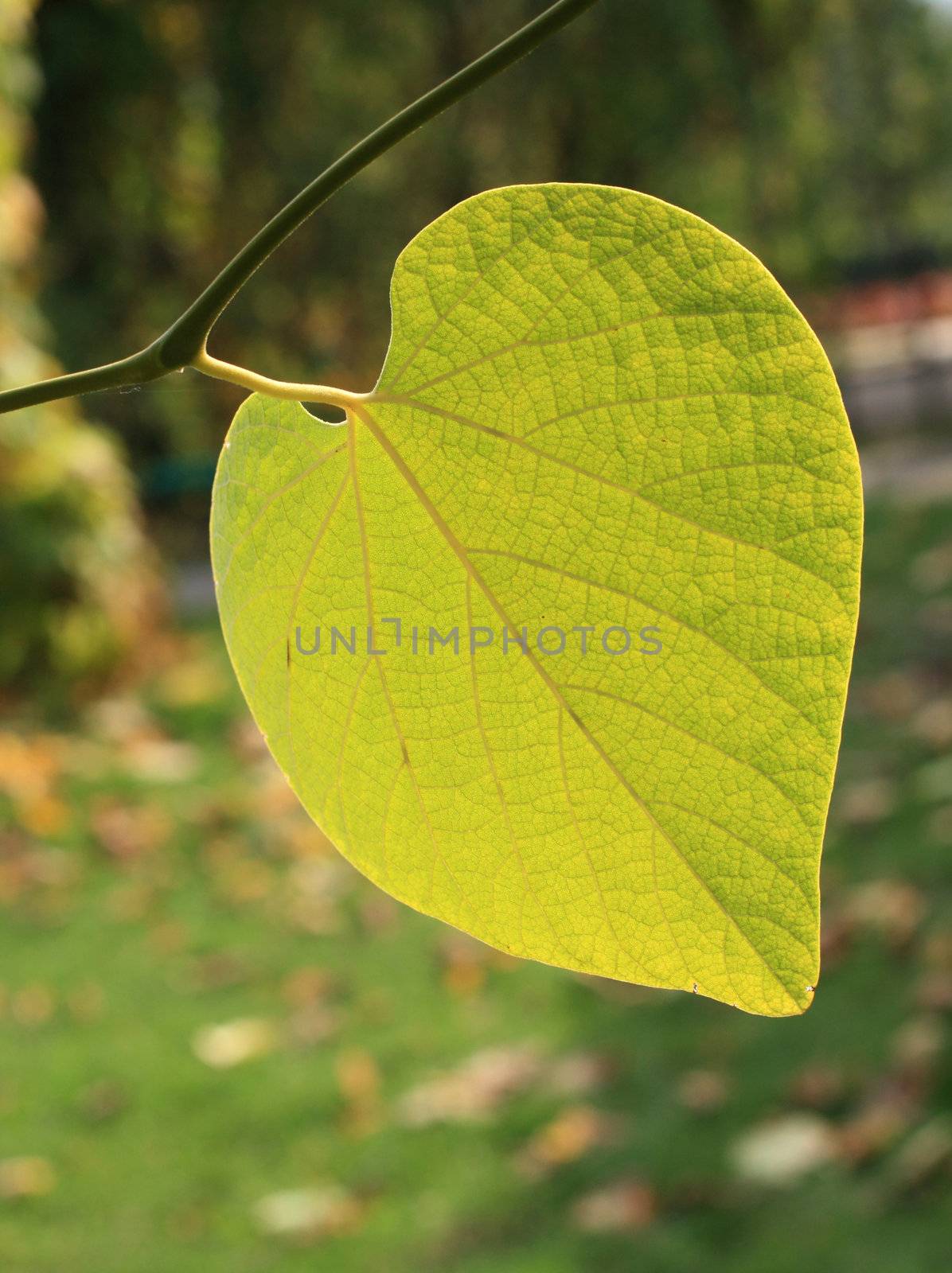 Close up of the heart-shaped vine leaf