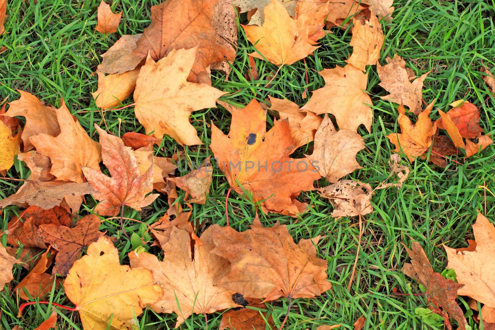 Close up of the fallen maple leaves on grass