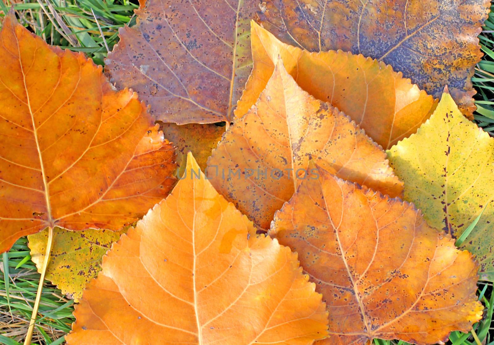 Close up of the fallen poplar leaves