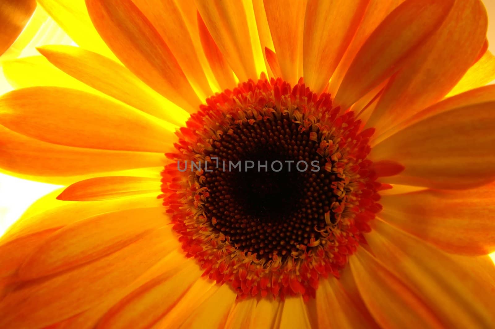 orange chrysanthemum background