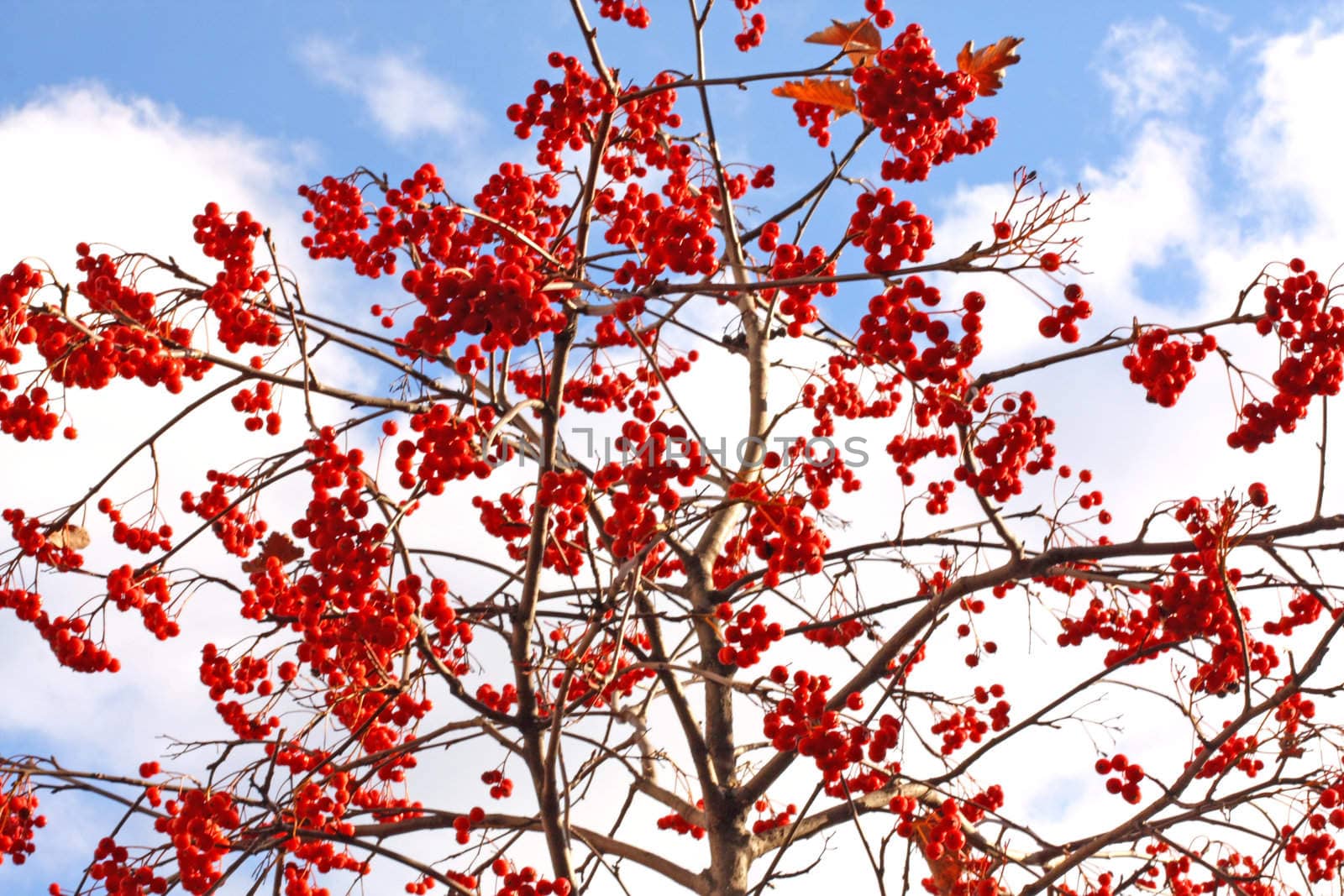 Close up of the ash-tree red ripe fruits