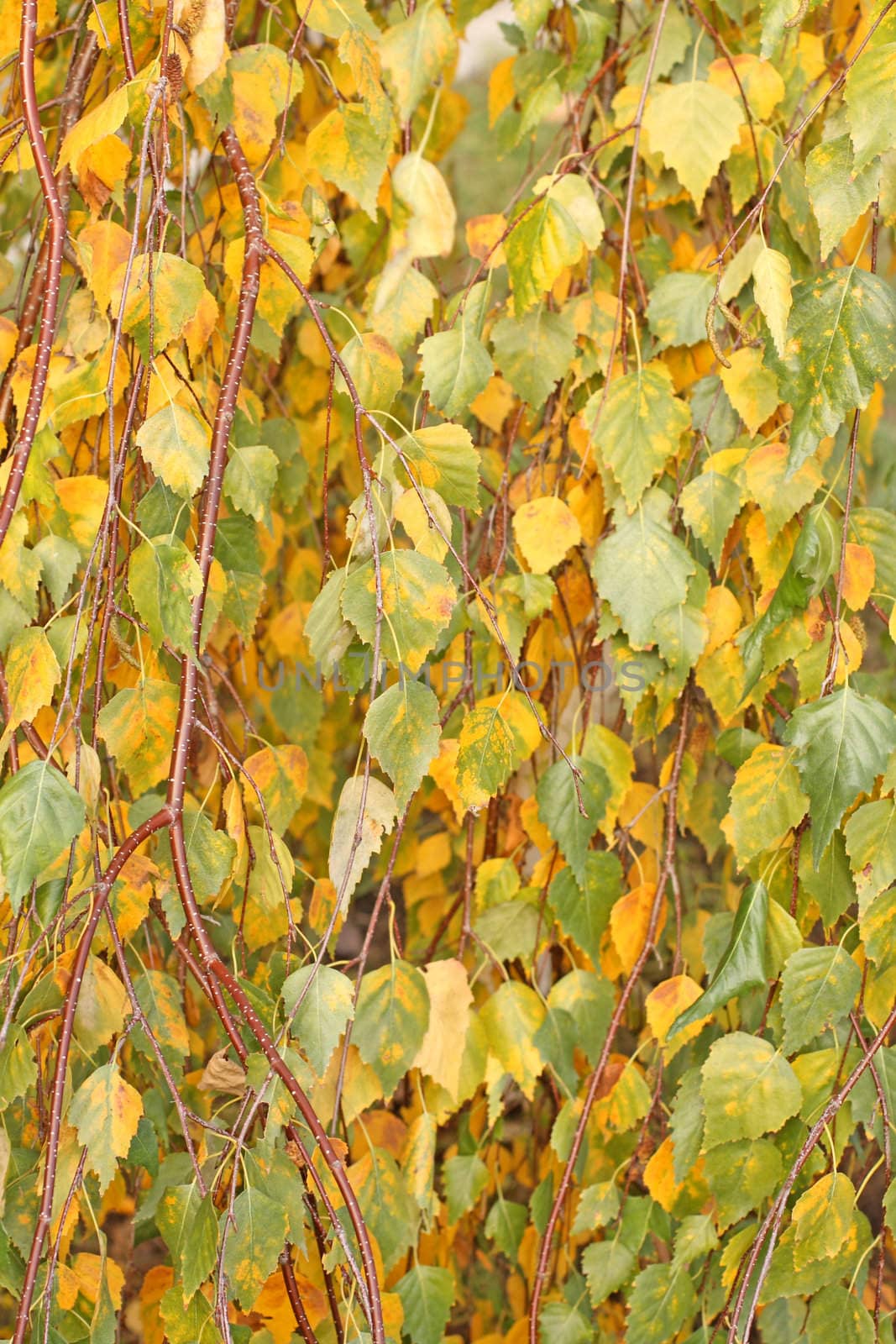Birch leaves by Lessadar
