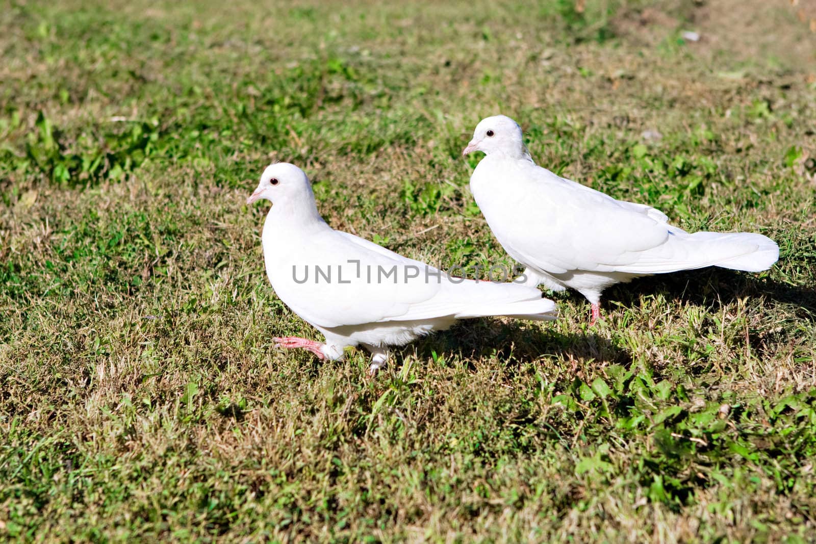 two white pigeons on the grass by vsurkov