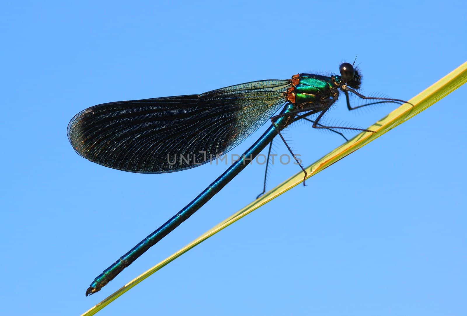 The dragonfly sits on a stalk of a grass, at it{her} wet wings (therefore it{she} does not depart). Summer morning.