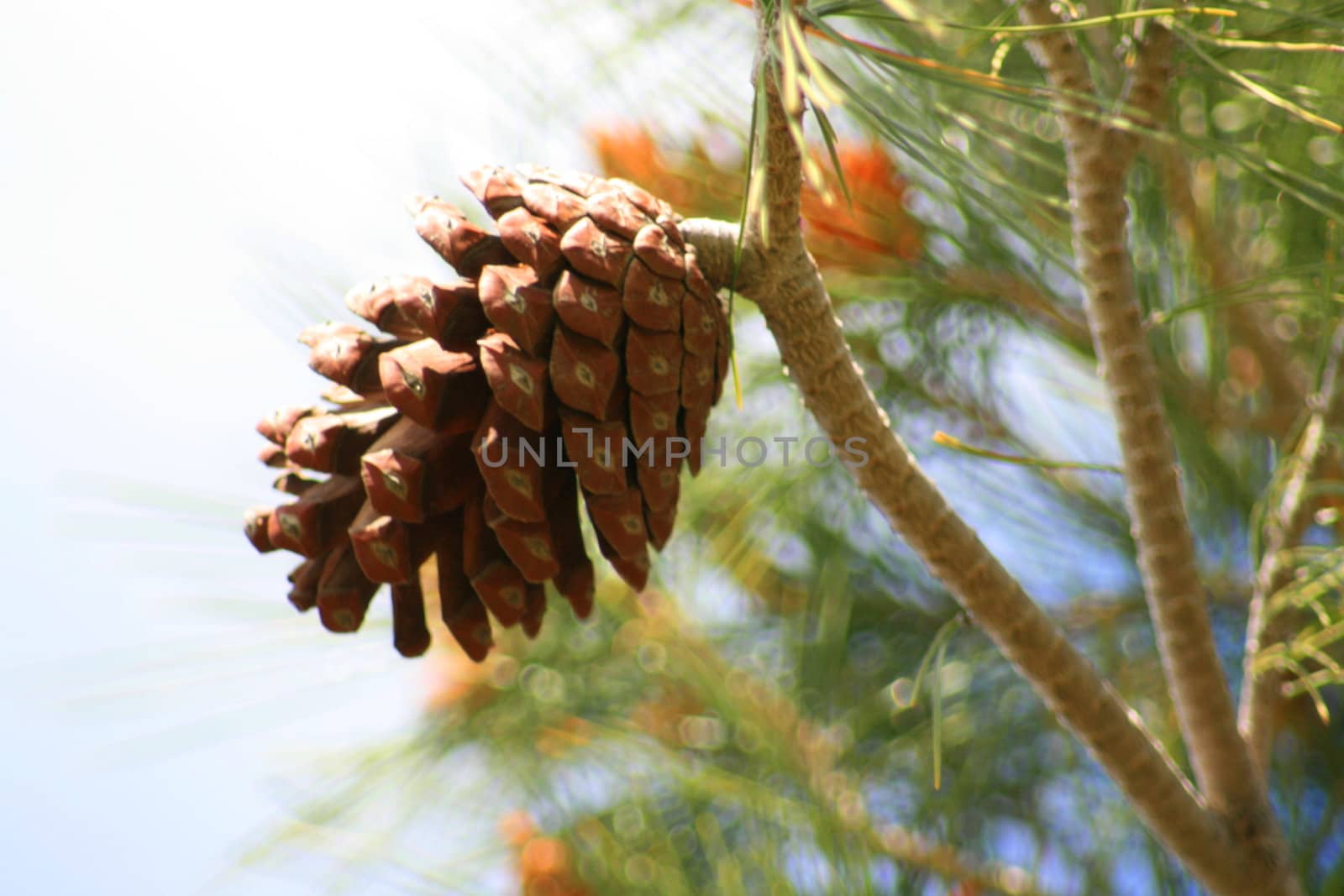 Close up of a pine cone on a branch.
