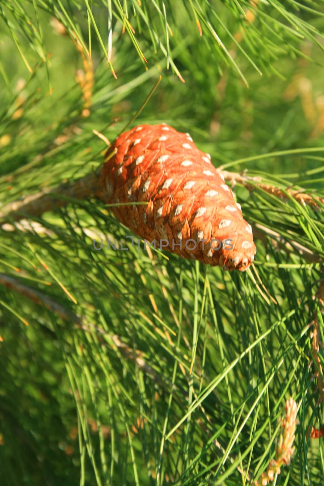 Close up of a pine cone on a branch.
