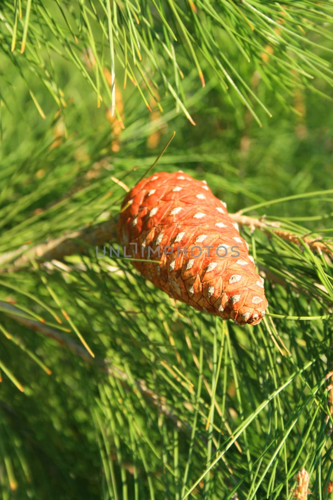 Close up of a pine cone on a branch.
