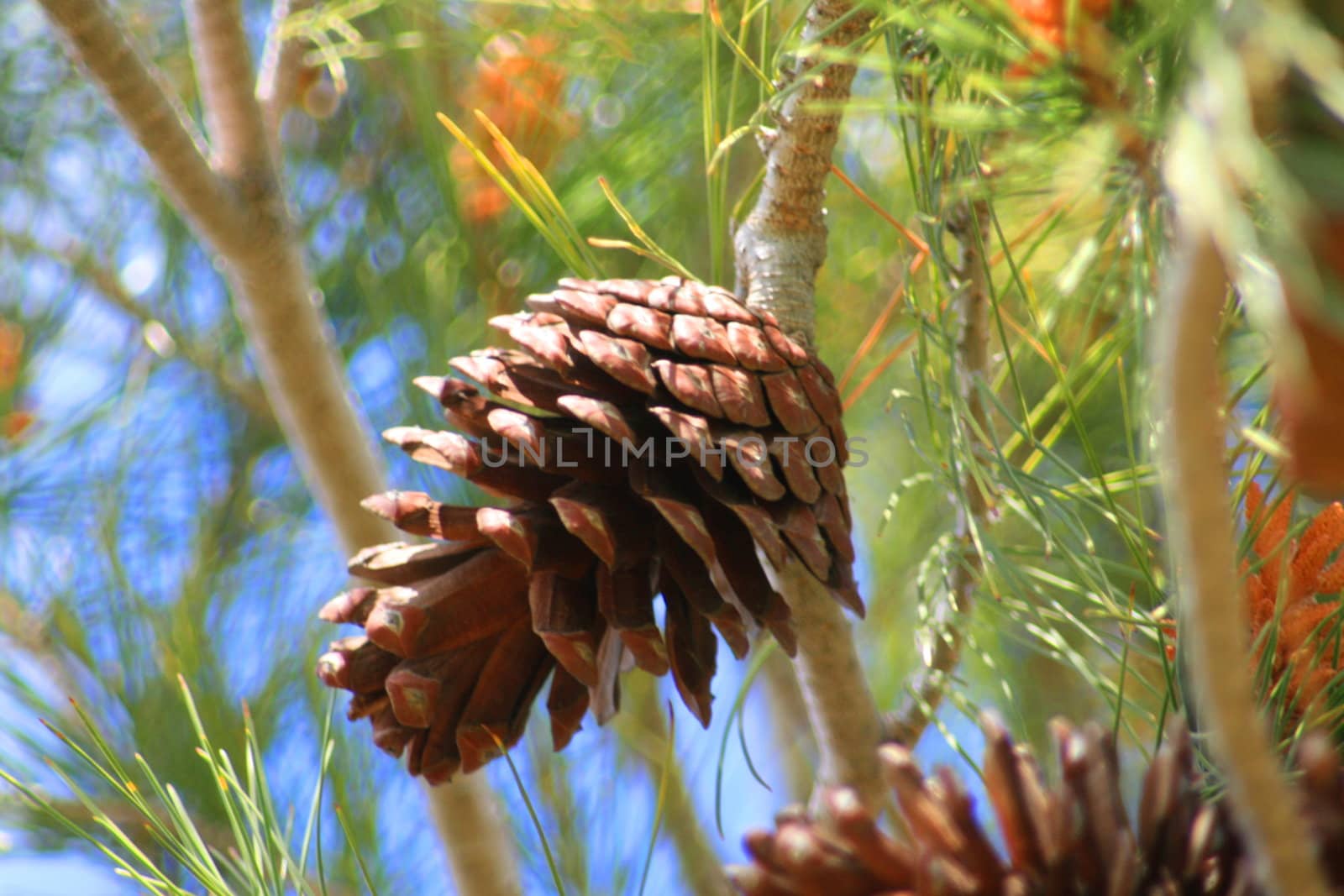 Close up of a pine cone on a branch.
