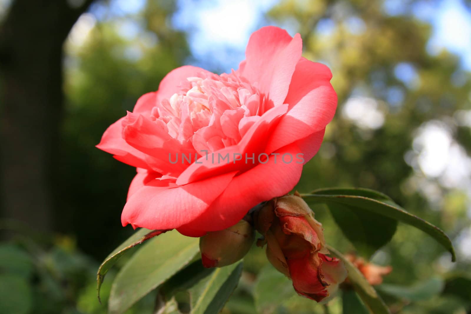 Close up of a pink camelia flower.
