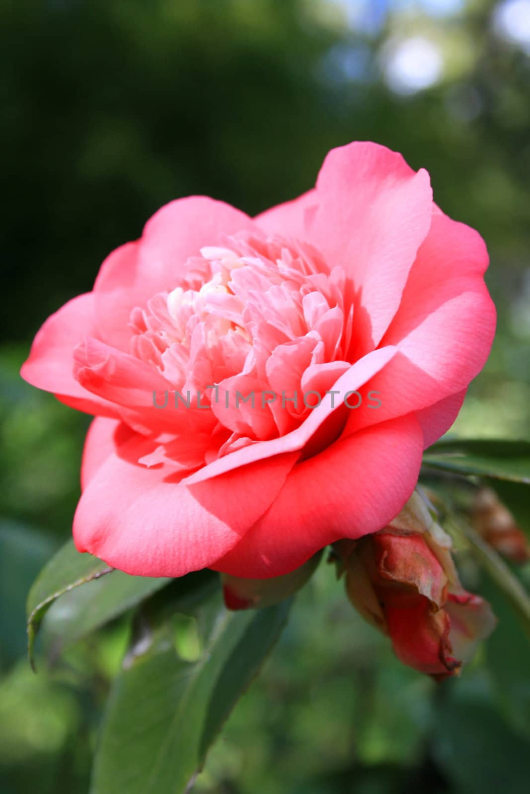 Close up of a pink camelia flower.
