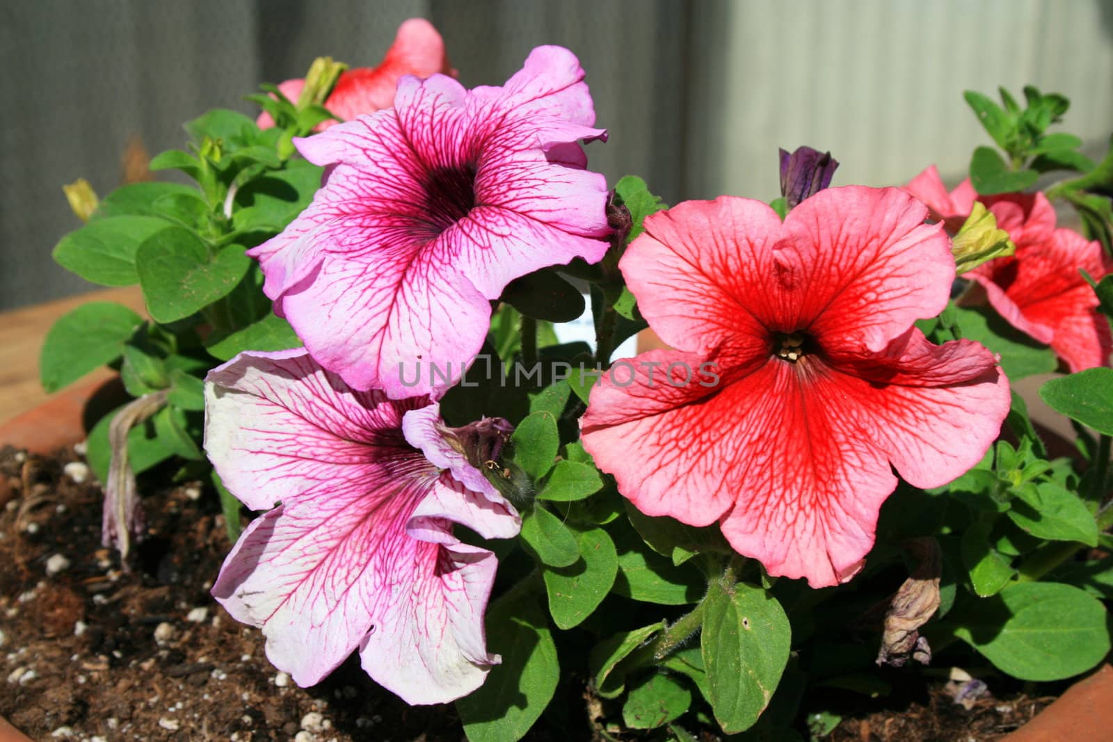 Petunia Flowers by MichaelFelix