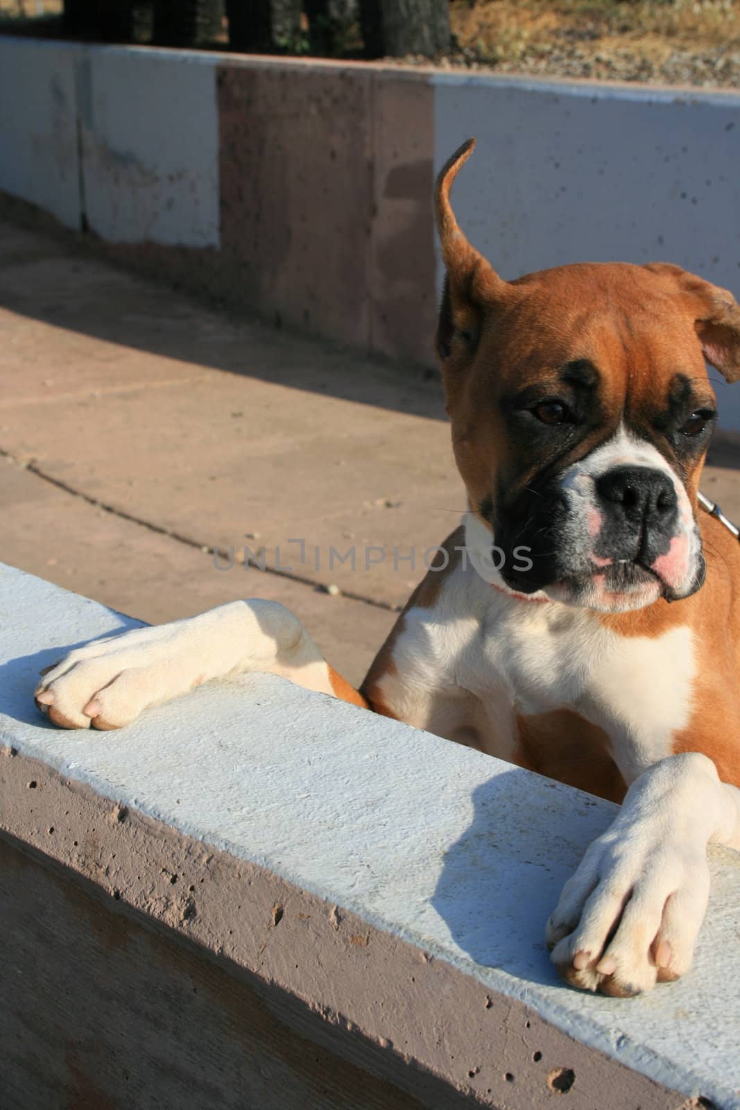 Boxer puppy dog outdoors in a park.
