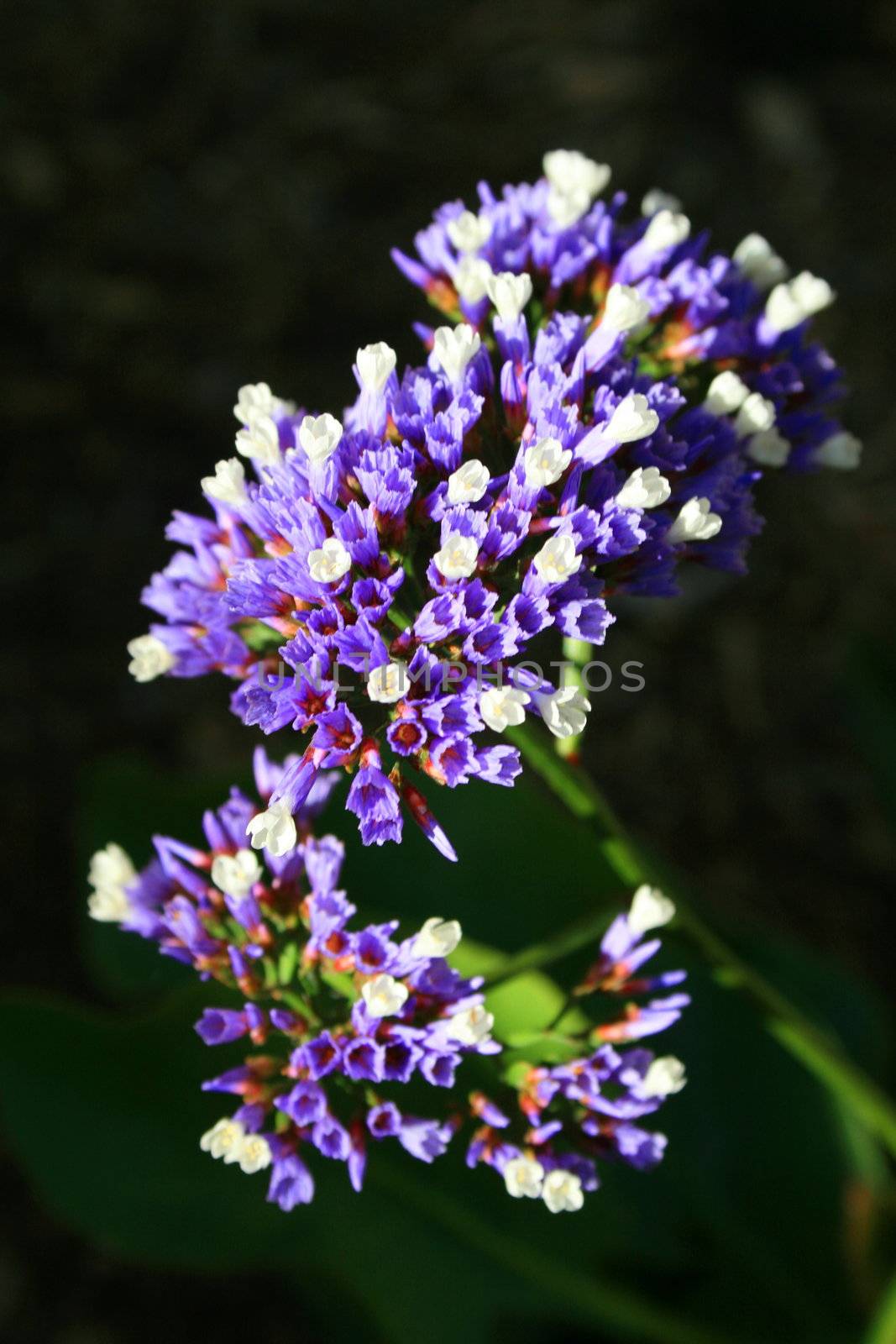 Close up of the purple statice flowers.
