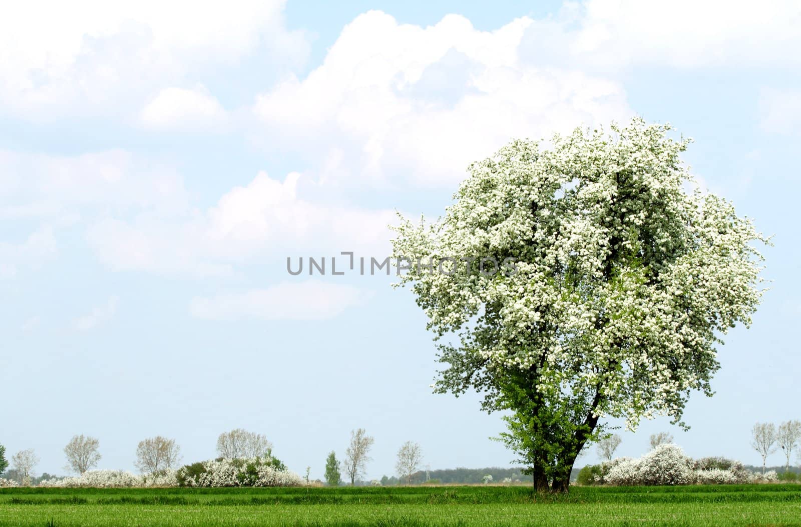 tree with blue sky in background 