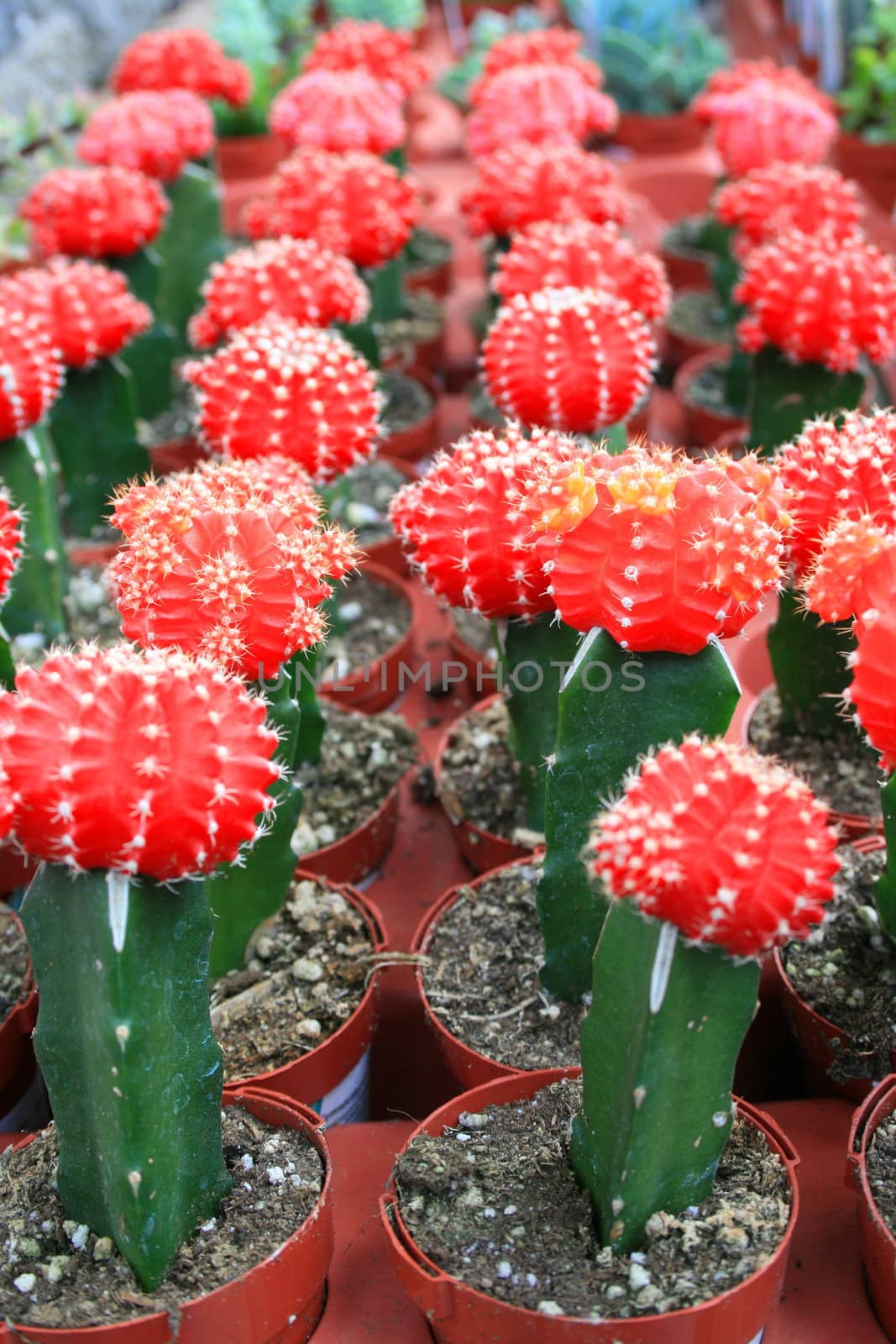 Row of small cactuses showing unique pattern.
