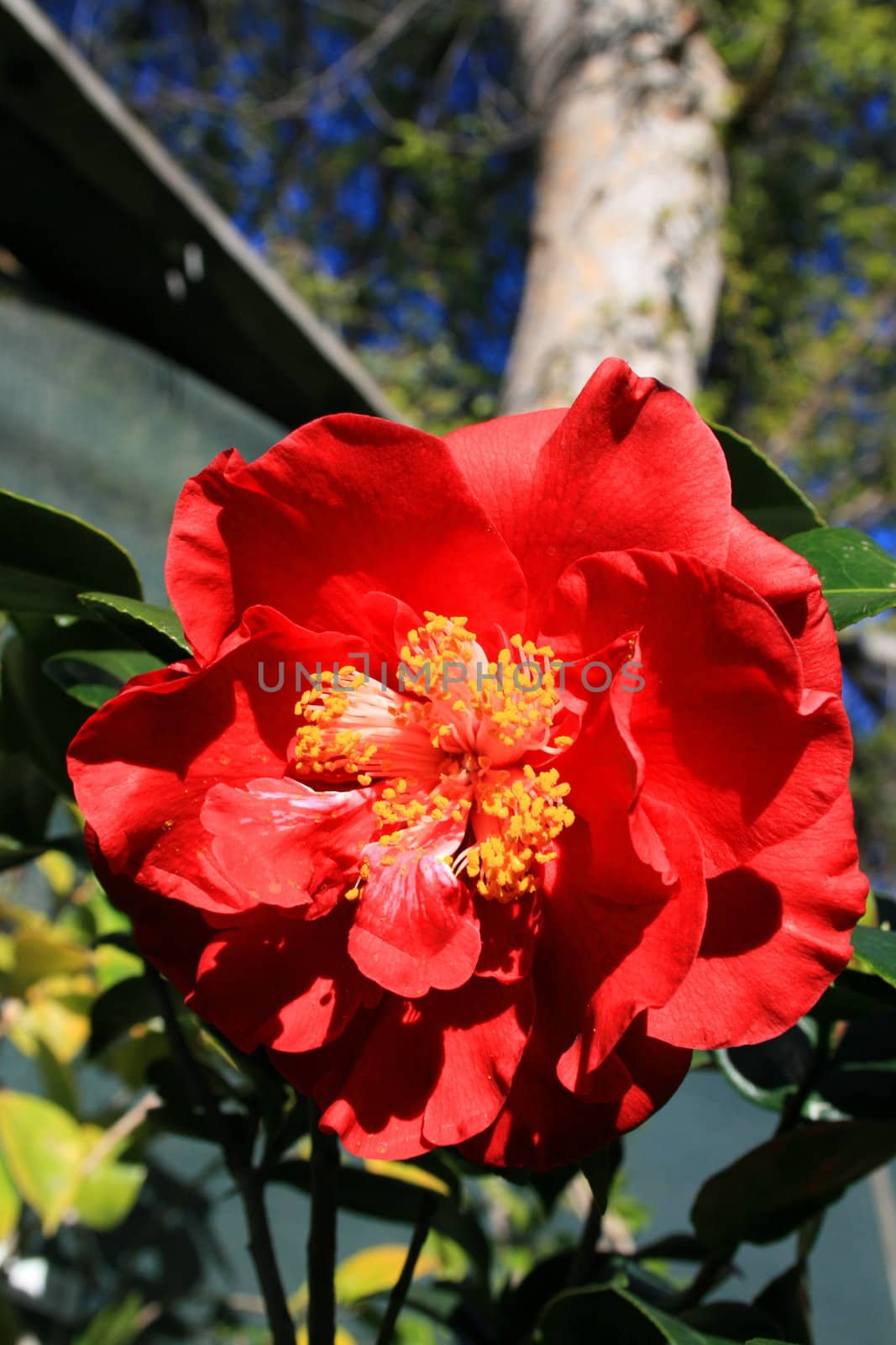 Red camelia flower close up in a garden.
