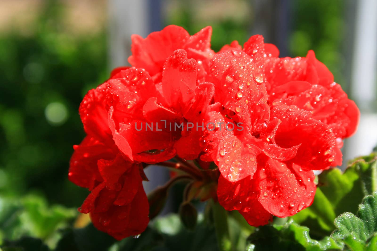 Close up of a red geranium flower.
