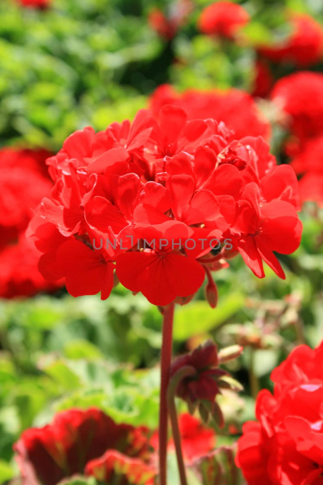 Close up of a red geranium flower.
