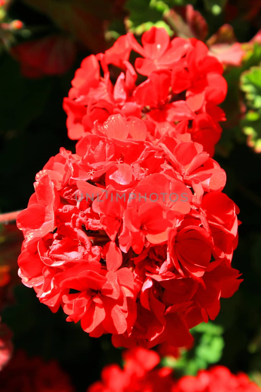 Red Geranium Flowers by MichaelFelix