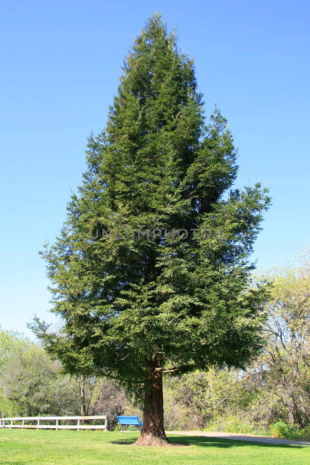 Lone redwood tree in a park over blue sky.
