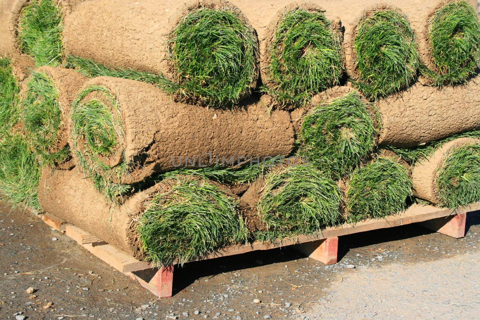 Close up of the rolls of sod.
