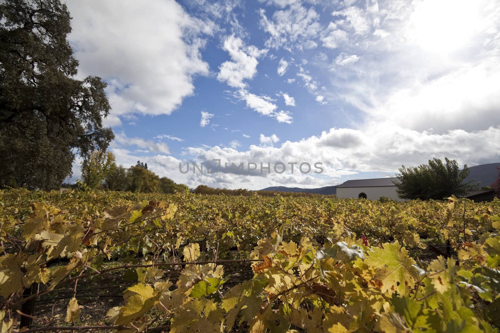 A view of vineyards next to a winery