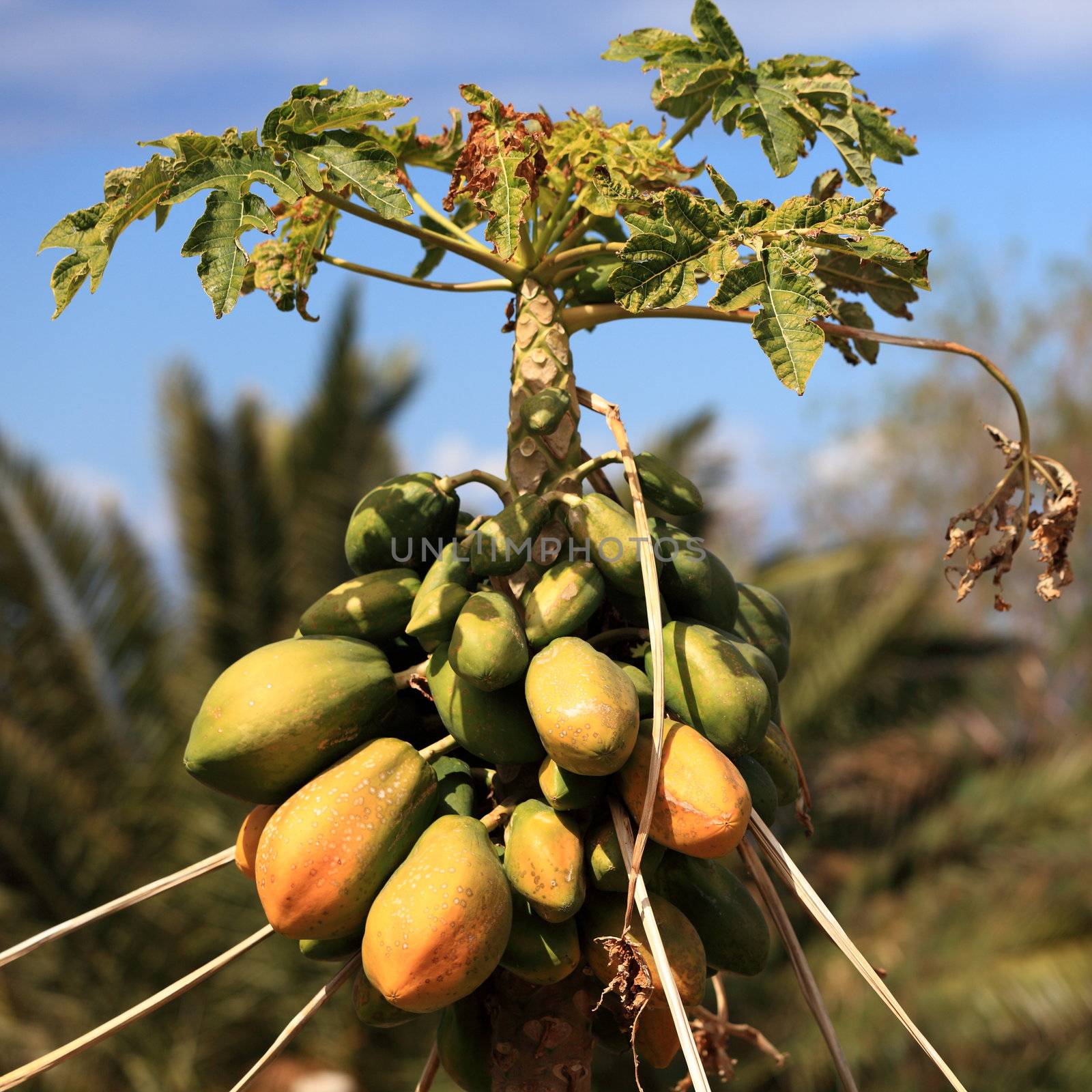 Papaya tree with many ripe and mature papayas. Photo from Tenerife, Canary Islands, Spain.