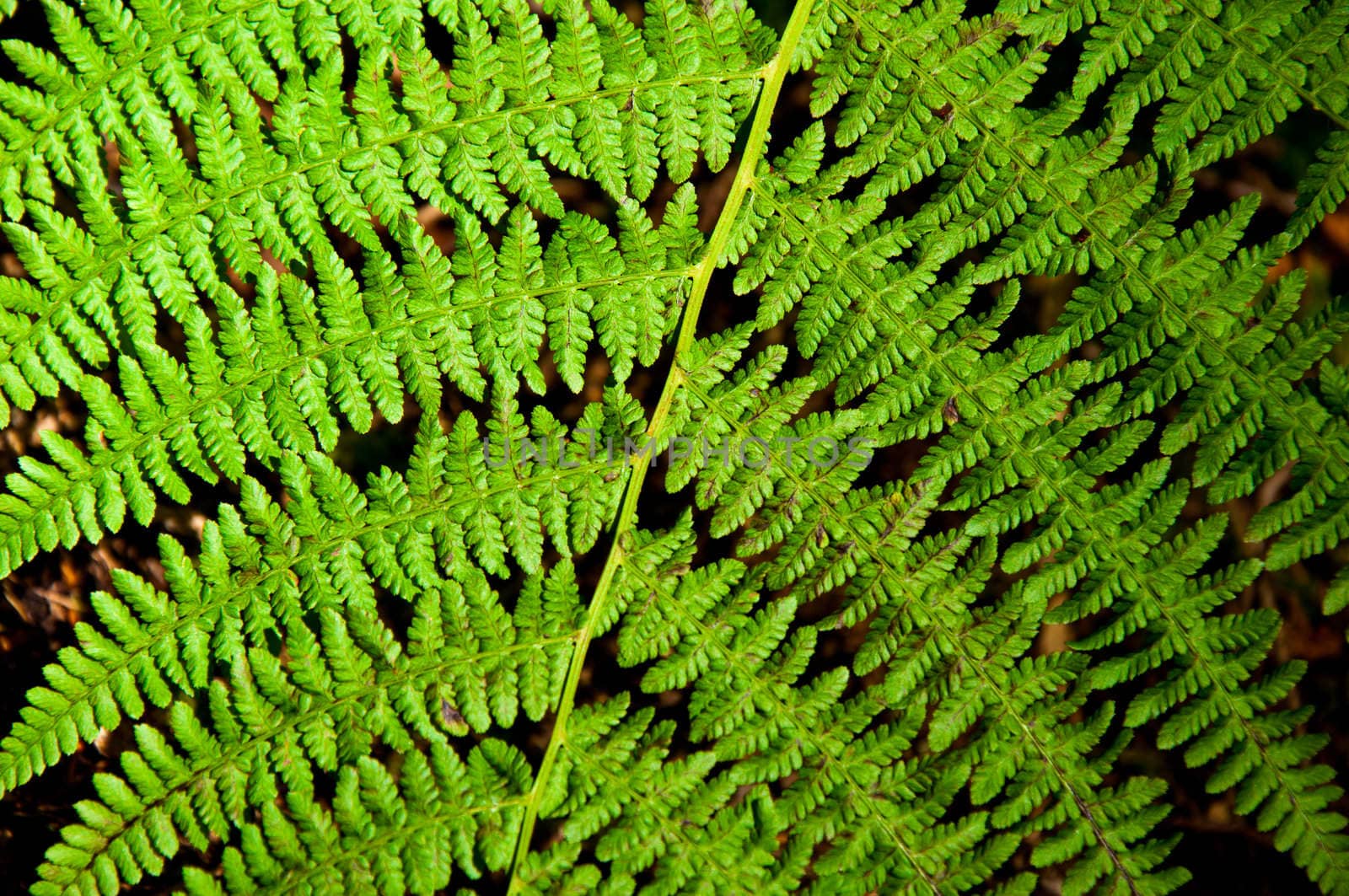 Closeup of a bright green fern with a dark background taken Vancouver Island, Canada
