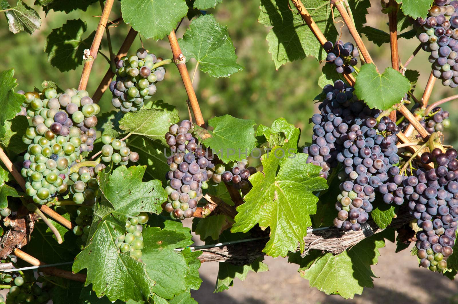 Closeup of mixed red and green grape bunches still hanging on the vine at a vineyard.