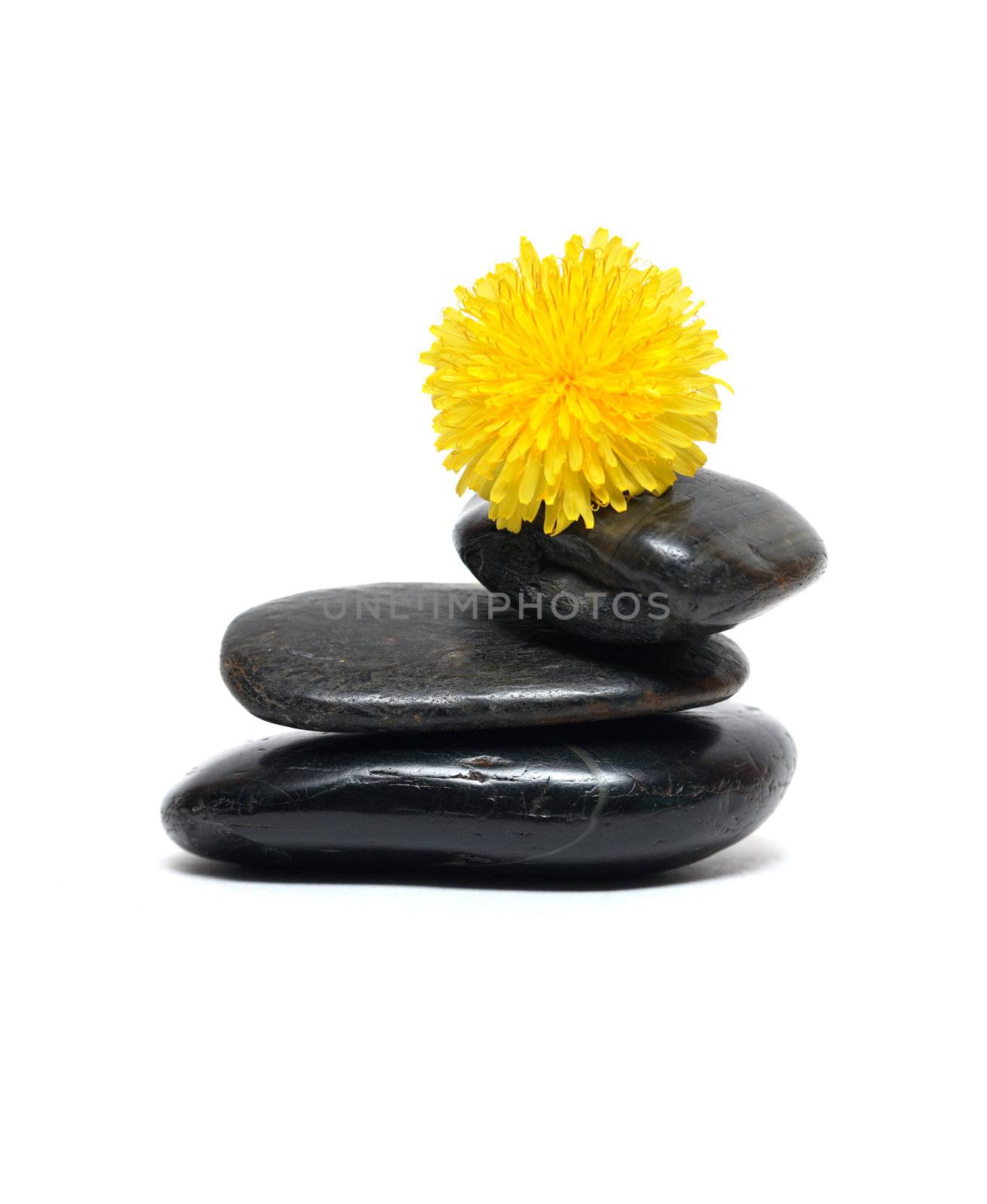 Yellow dandelion balancing on few black stones