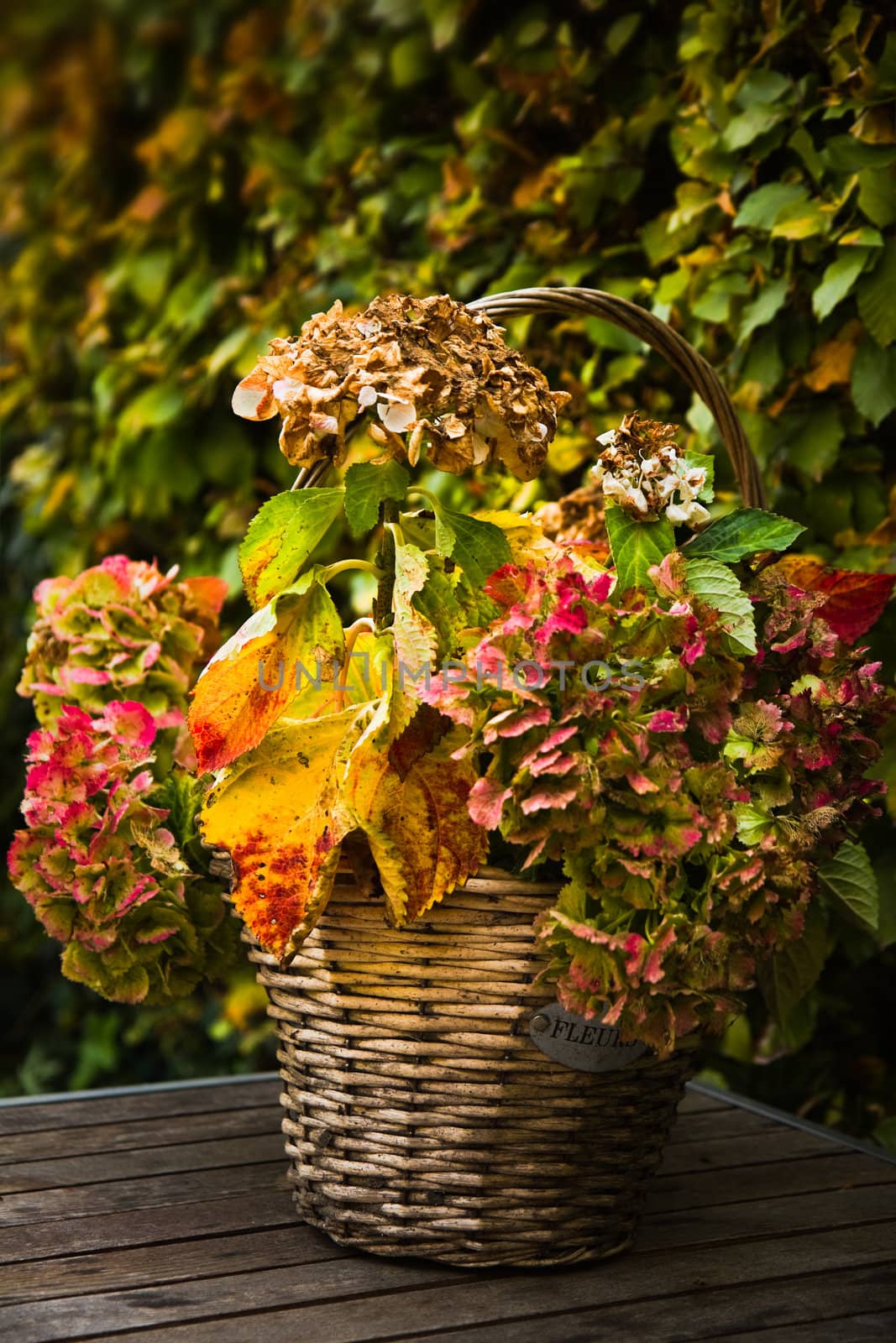 Autumn garden - basket with colorful Hortensia or Hydrangea on a table