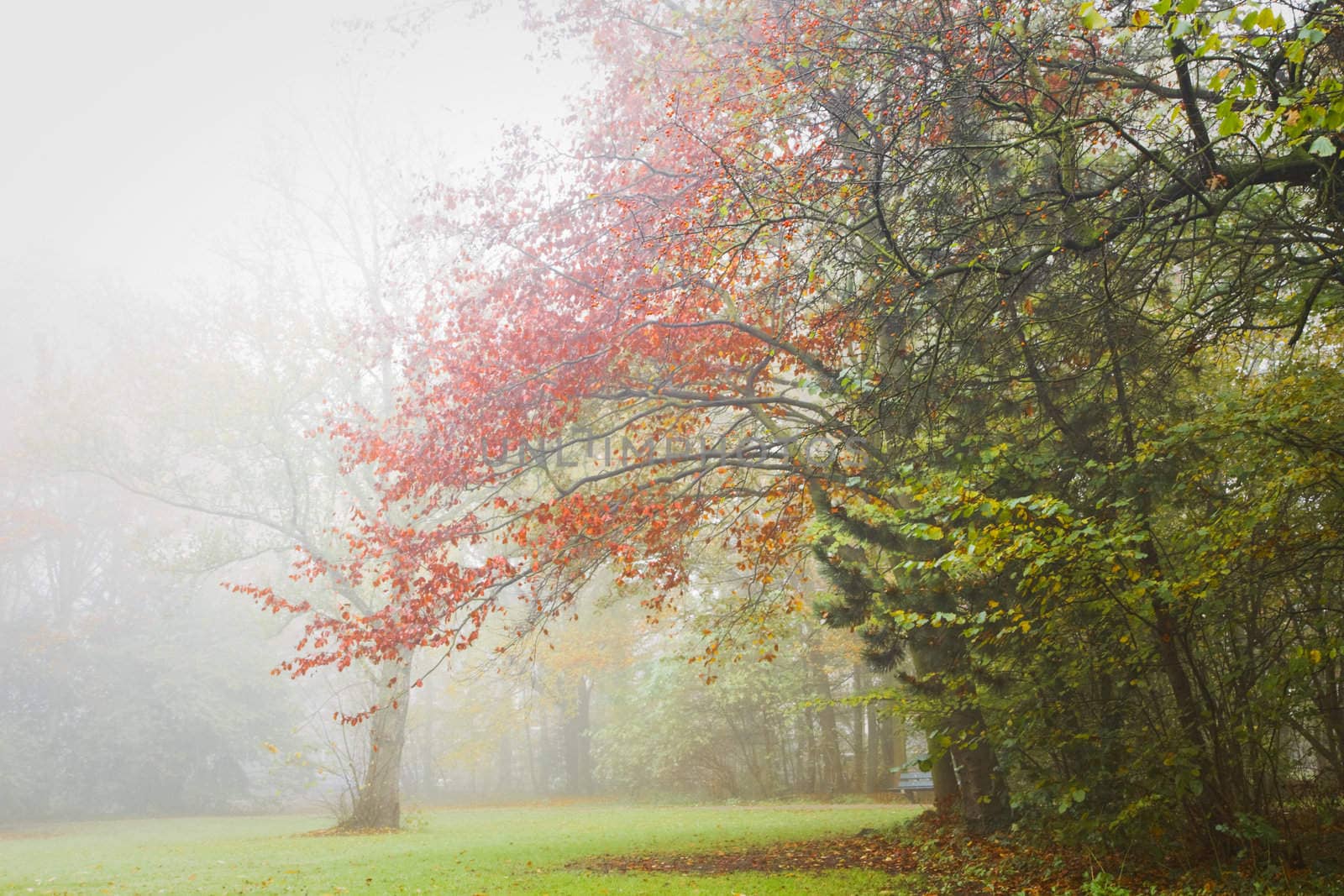 Autumn - Colorful trees in the mist  by Colette