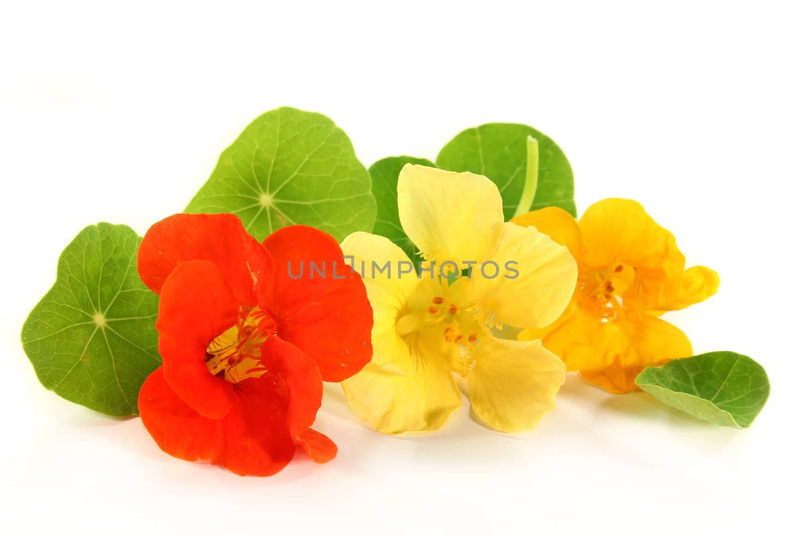 yellow and orange nasturtiums in front of white background