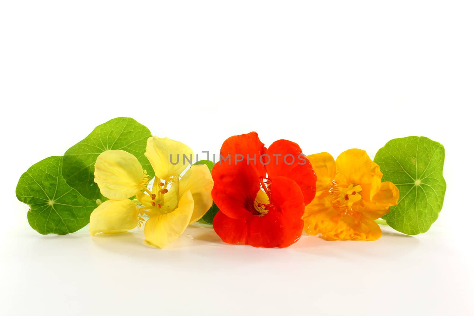 yellow and orange nasturtiums in front of white background