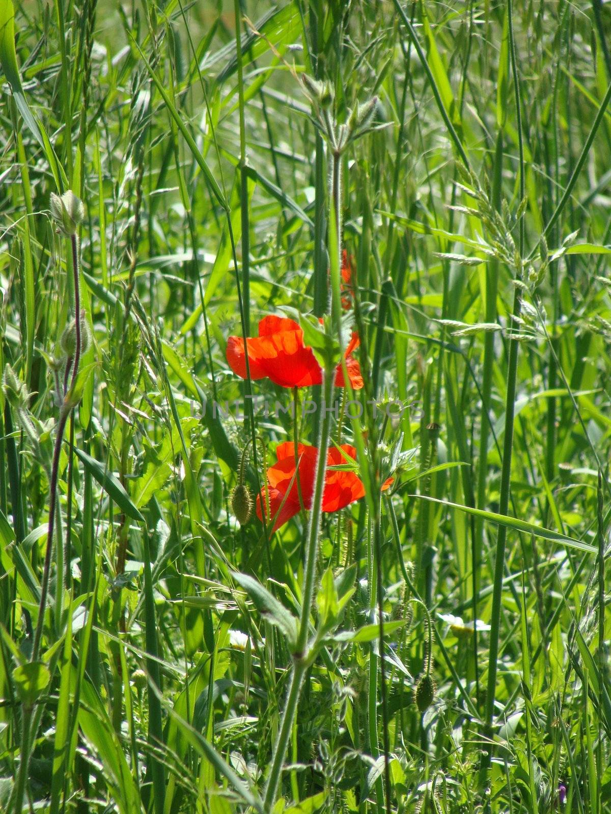 Lonely poppy flower on a background of green grass