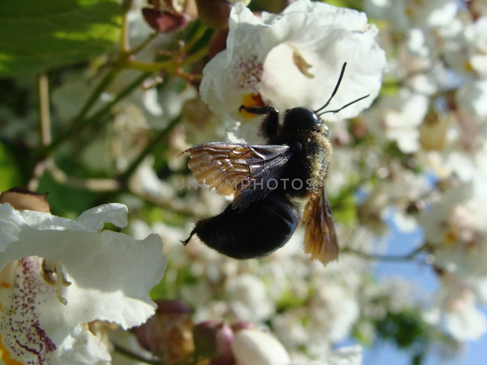 Big bumblebee on white flower summer day