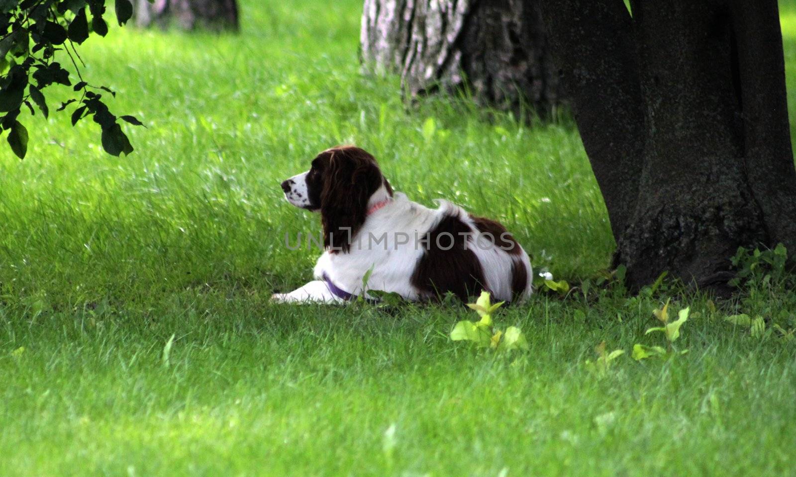 Dog taking well deserved rest under a tree