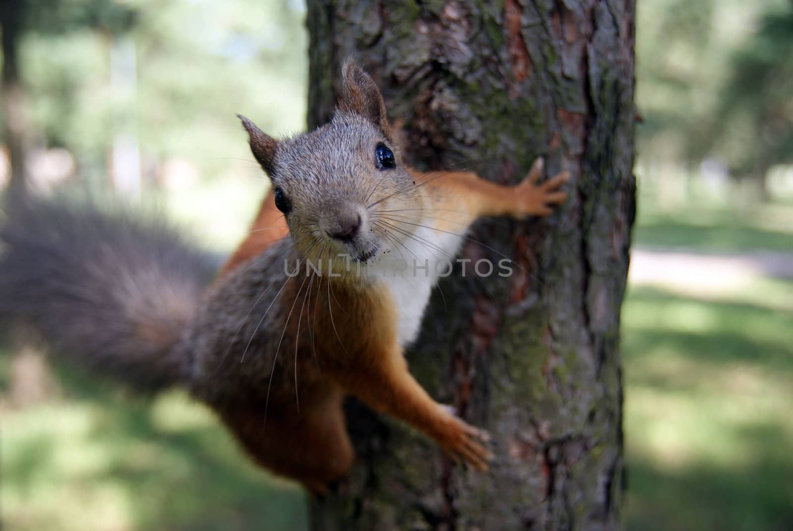 Squirrel  by andrei_kolyvanov