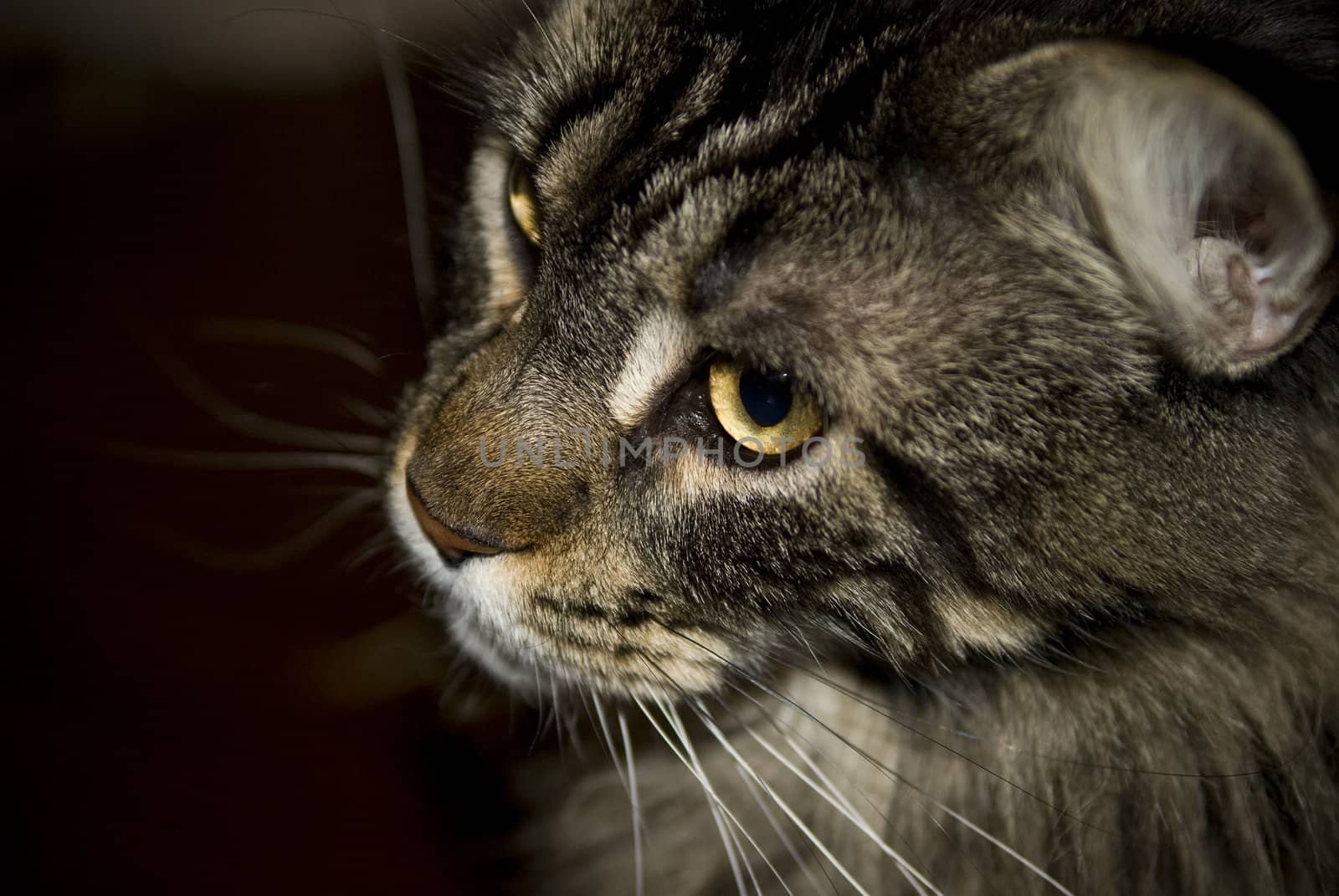 Maine coon brown tabby cat close-up portrait